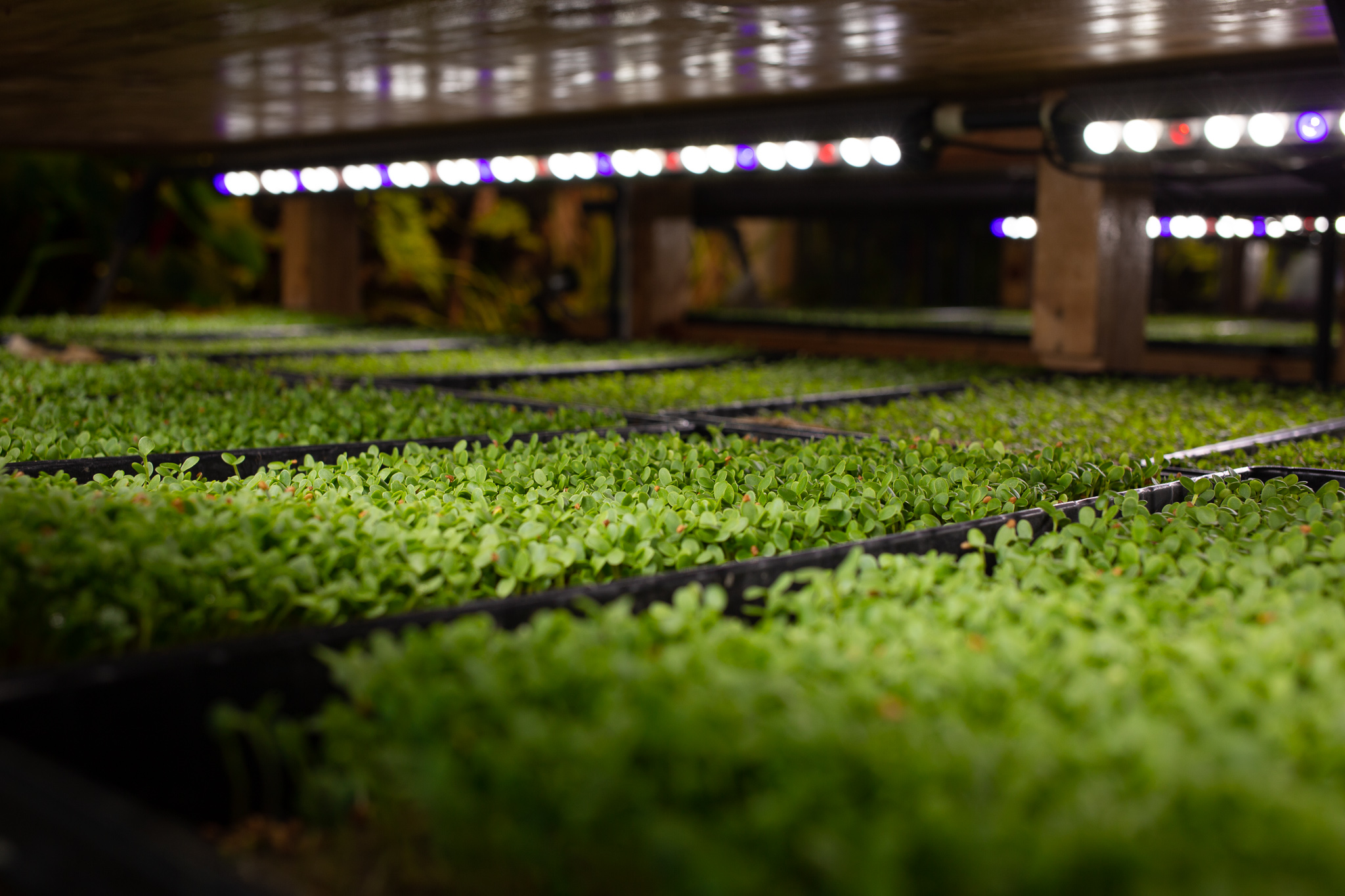 Urban Farming